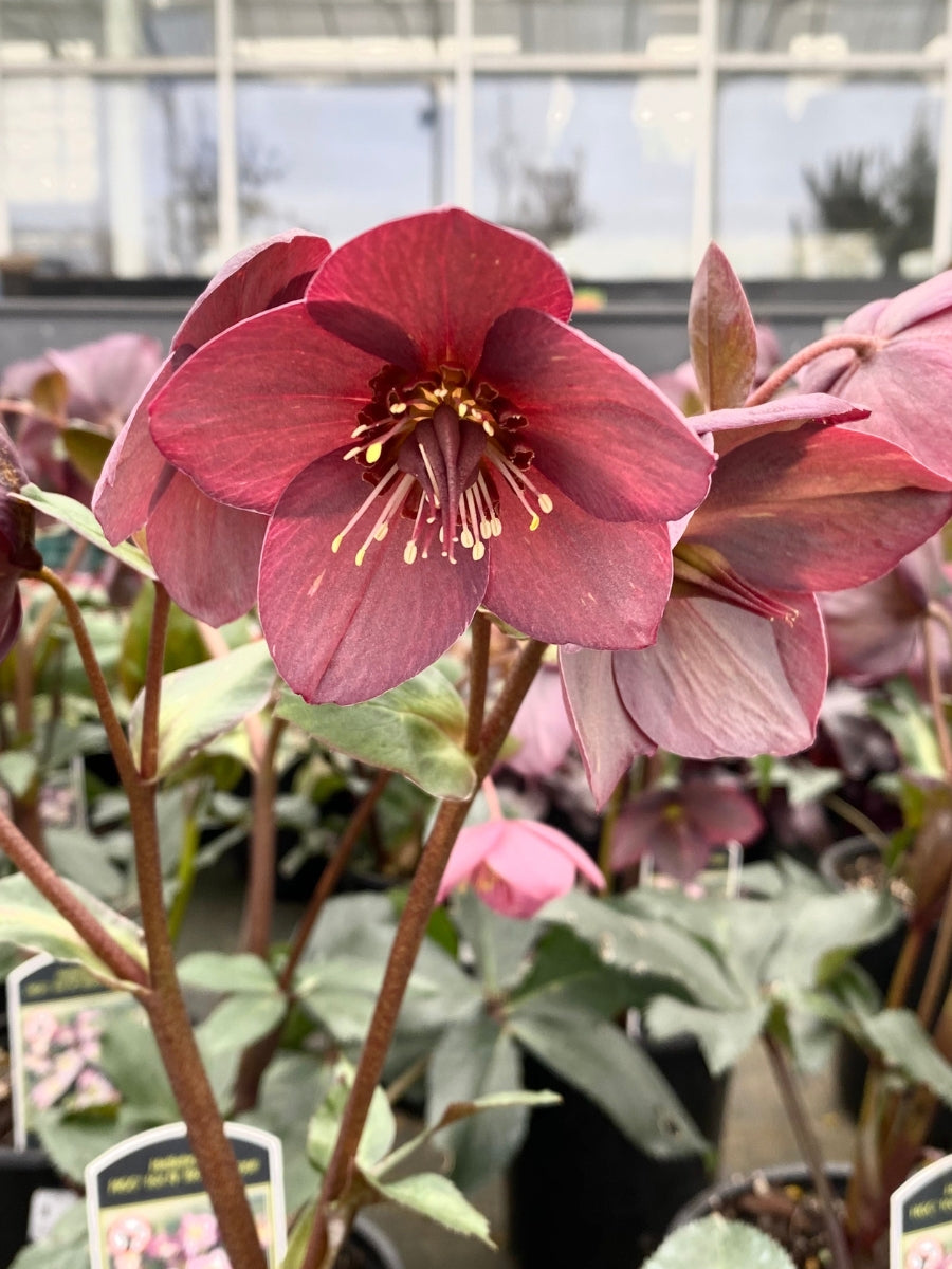 Hellebore Ice N' Roses 'Rose Pink' 1G